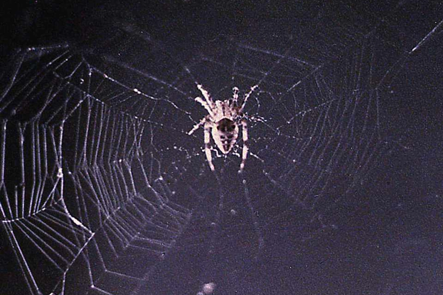 A aranha "Arabella" em sua teia espacial no Skylab 3 (NASA)