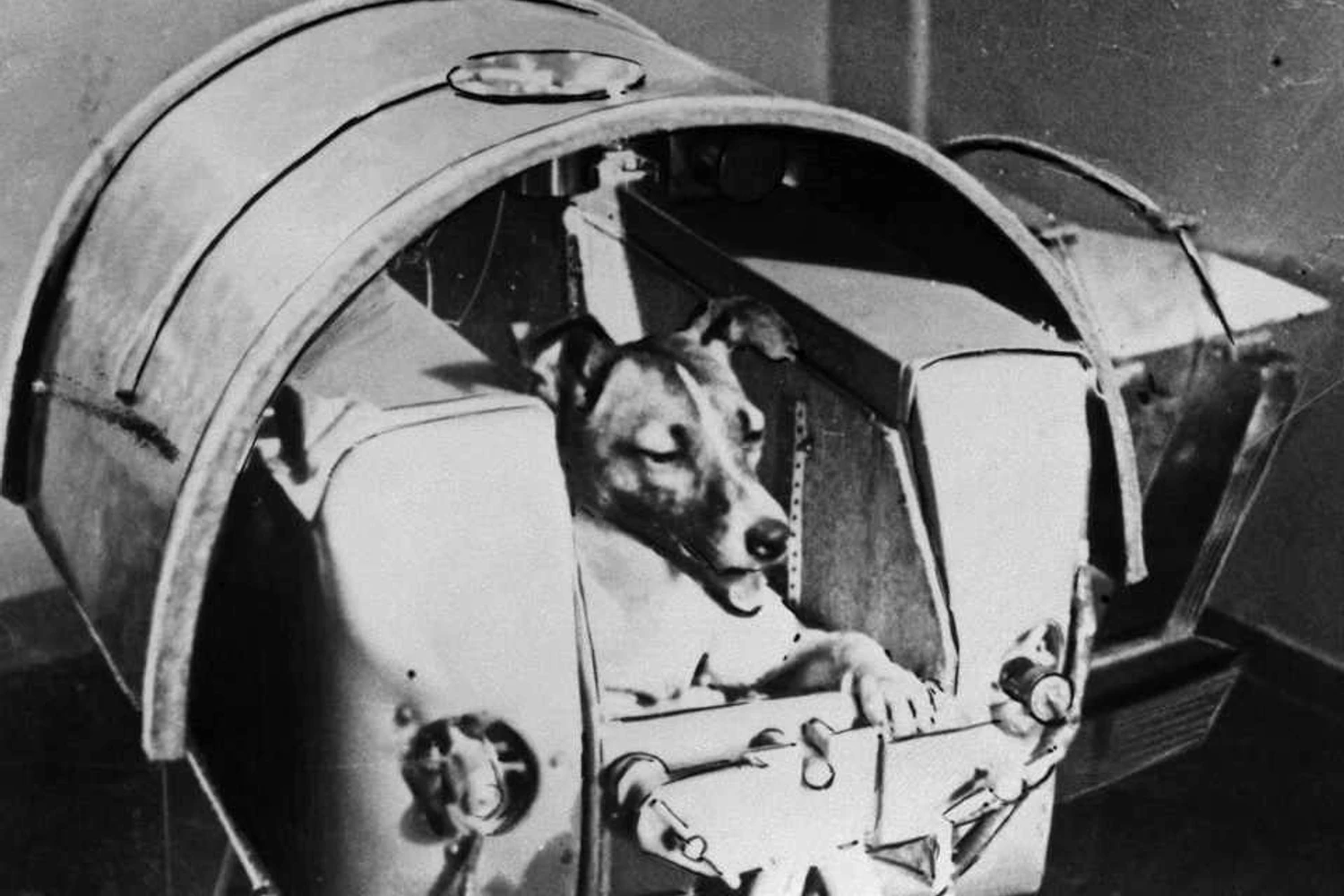 A cadela Laika foi o primeiro ser terrestres a realizar um voo orbital. A viagem, porém, foi apenas de ida... (Domínio Público)