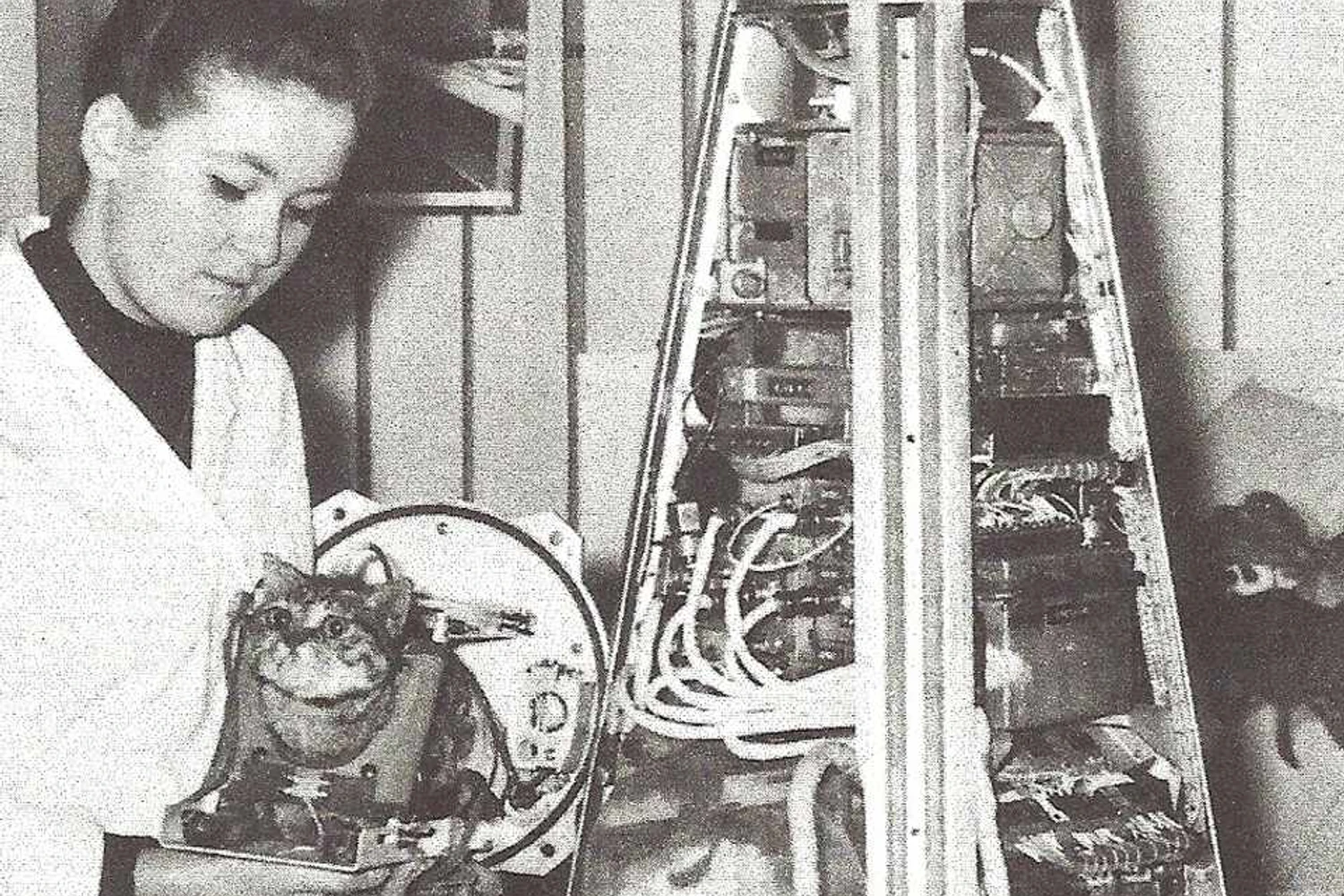 A gata Felicette (ou gato Felix) momentos antes de ser acomodada na capsula espacial (Domínio Público)