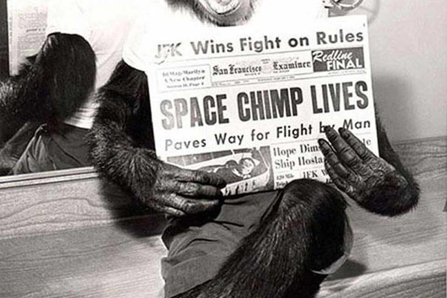 O chipanzé-astronauta Ham foi um dos bichos que sobreviveu as primeiras viagens espaciais (Domínio Público)