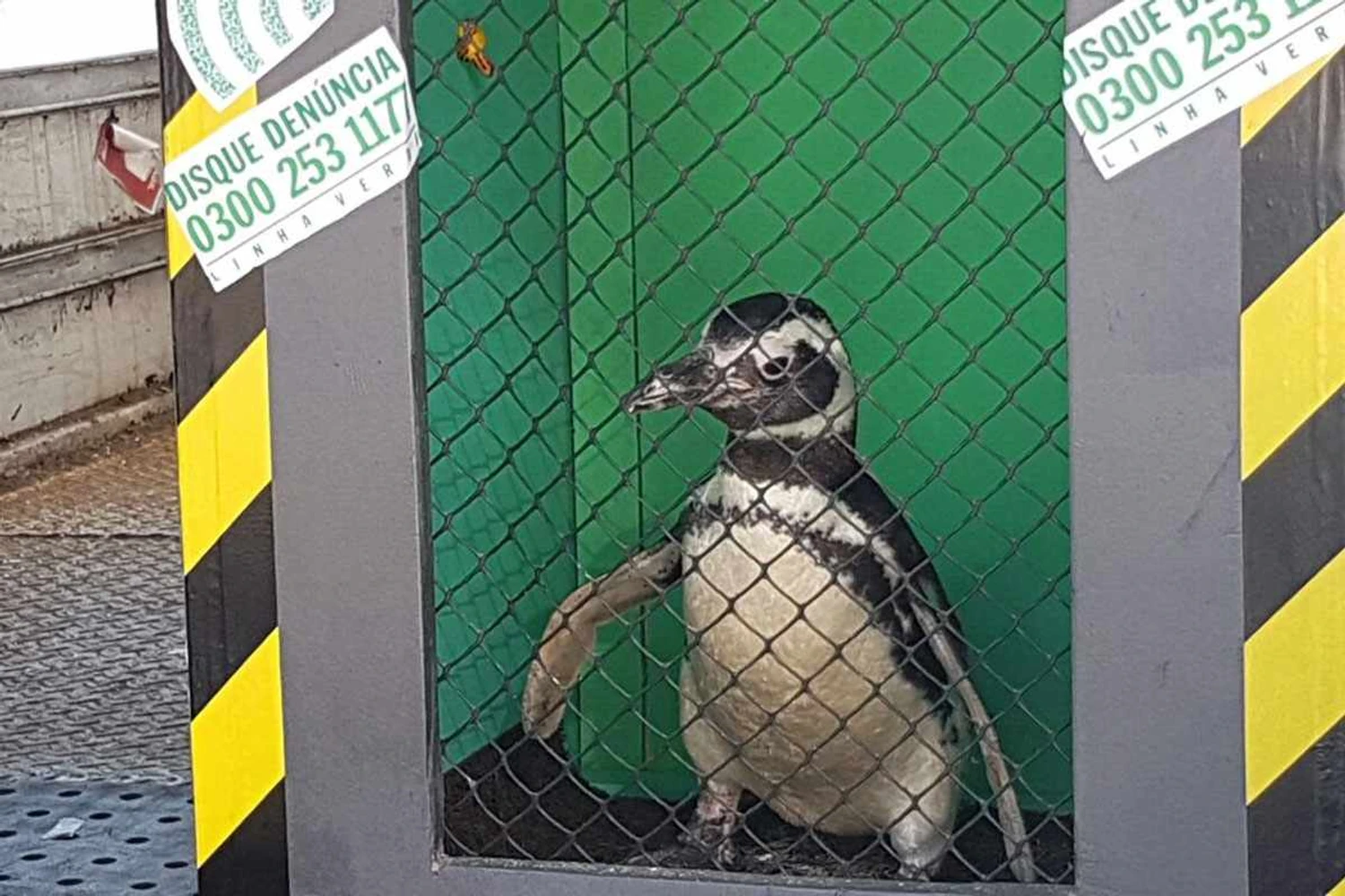 Pinguim é transportado pela LATAM