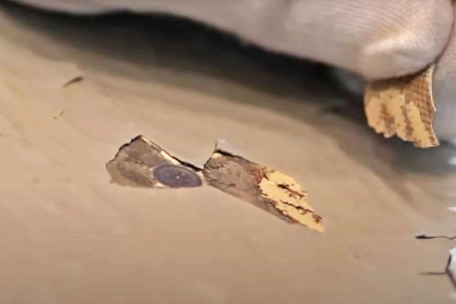 Funcionário da Qatar retira pedaço de tinta da superfície de um A350 (Qatar)
