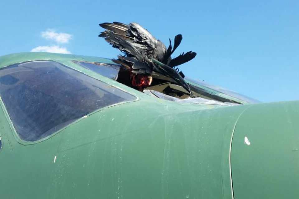 O pássaro que colidiu com o avião parece ser um urubu (Foto - Eduardo Xenaplio)