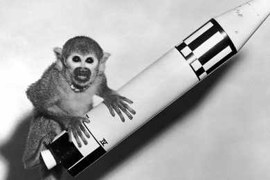 Albert II foi o segundo macaco a viajar para o espaço, mas ele não sobreviveu a reentrada na atmosfera (Domínio Público)