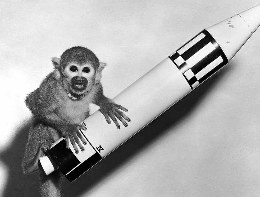 Albert II foi o segundo macaco a viajar para o espaço, mas ele não sobreviveu a reentrada na atmosfera (Domínio Público)
