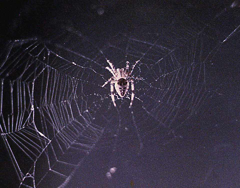 A aranha "Arabella" em sua teia espacial no Skylab 3 (NASA)