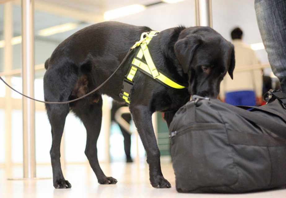 O uso de cães farejadores também aumentou após os ataques (Reprodução)