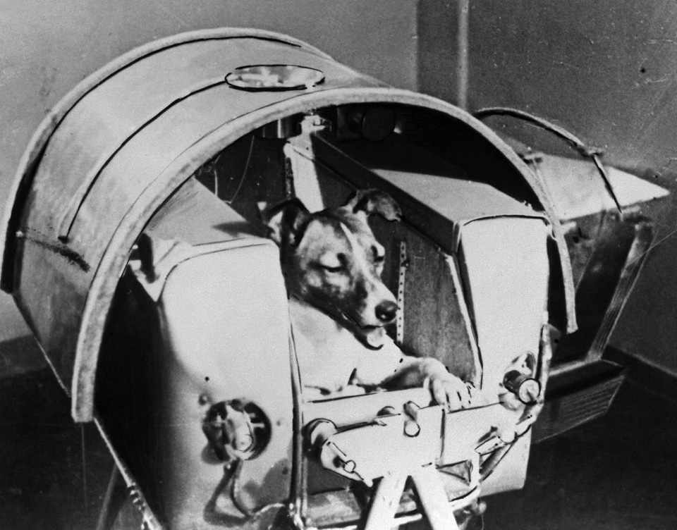 A cadela Laika foi o primeiro ser terrestres a realizar um voo orbital. A viagem, porém, foi apenas de ida... (Domínio Público)