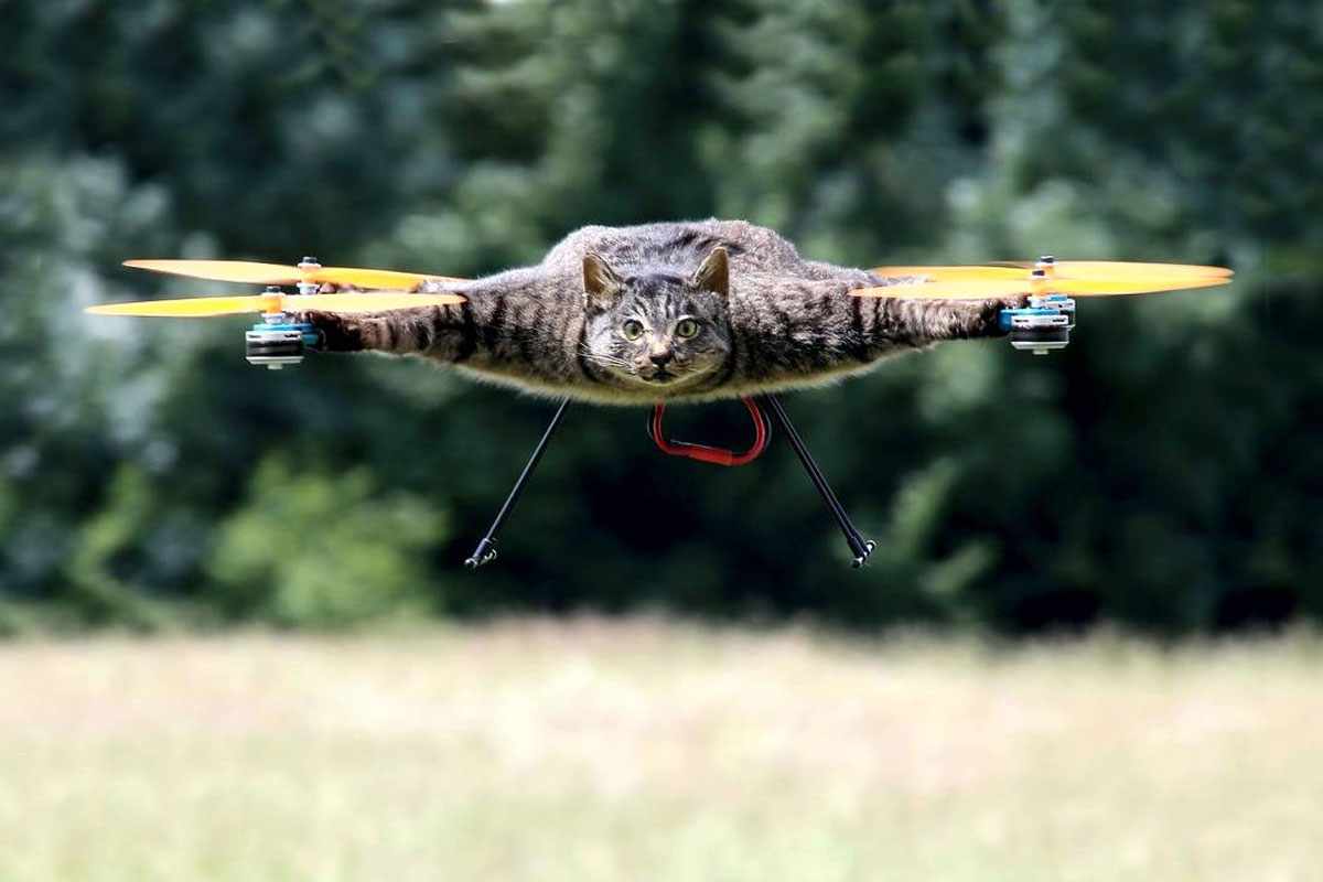OrvilleCopter, o gato-drone (Divulgação)