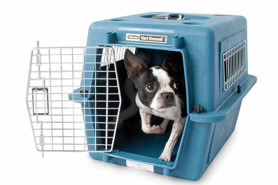 Antes da viagem, o Dr. Pet recomenda habituar o animal a caixa de transporte (Divulgação)