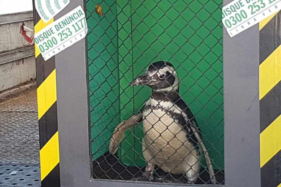 Ilustre passageiro: o pinguim viajou do Rio de Janeiro até Porto Alegre (Latam)