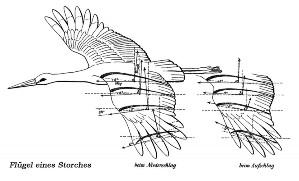 Trecho do livro “O voo das aves como fundamento da arte de voar”, que relaciona os pássaros à engenharia (Domínio Público)