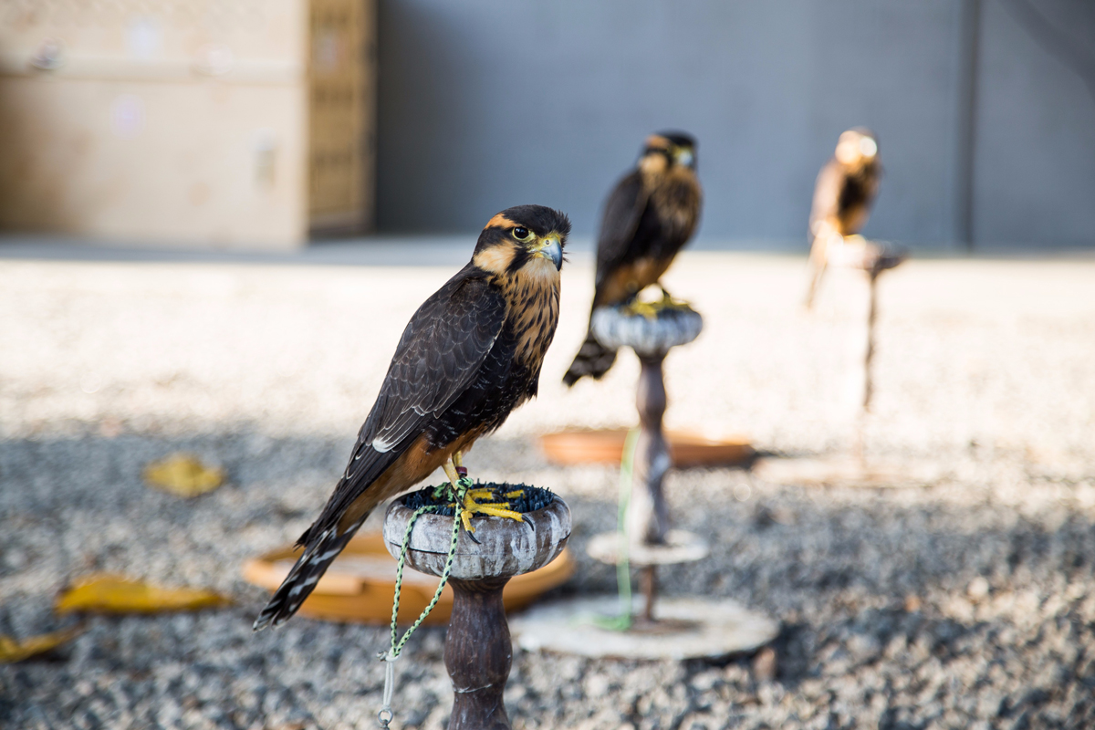 Falcões são treinadas para afugentar e capturar pássaros como urubus, carcarás e garças (RIOGaleão)