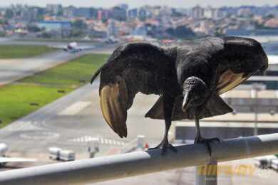 A fauna agradece: colisões de pássaros com aviões caíram 16% em 2022